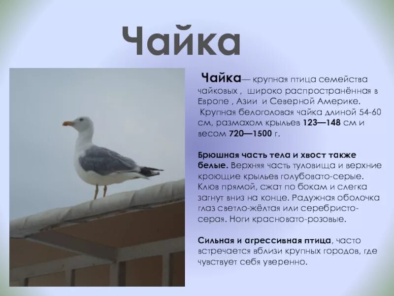 Сколько весила чайка. Чайка размер. Чайка Размеры птица. Размеры Чайки птицы. Морская Чайка Размеры.