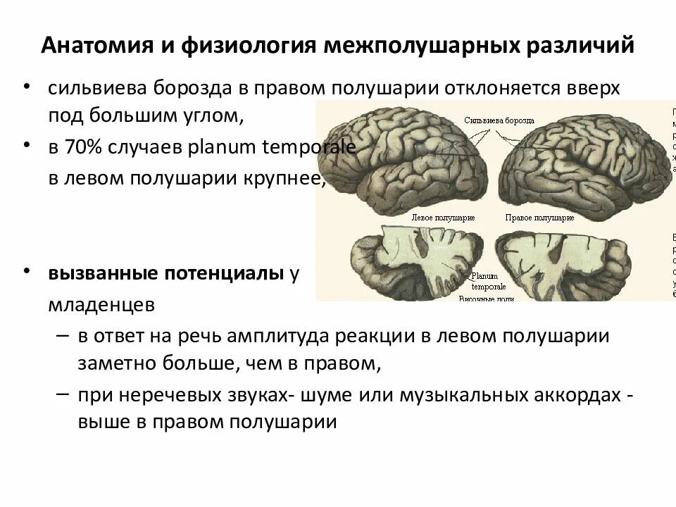 Асимметрия полушарий головного мозга. Сильвиева борозда головного мозга. Функциональная межполушарная асимметрия головного мозга это. Функциональная асимметрия коры головного мозга. Различие полушарий мозга