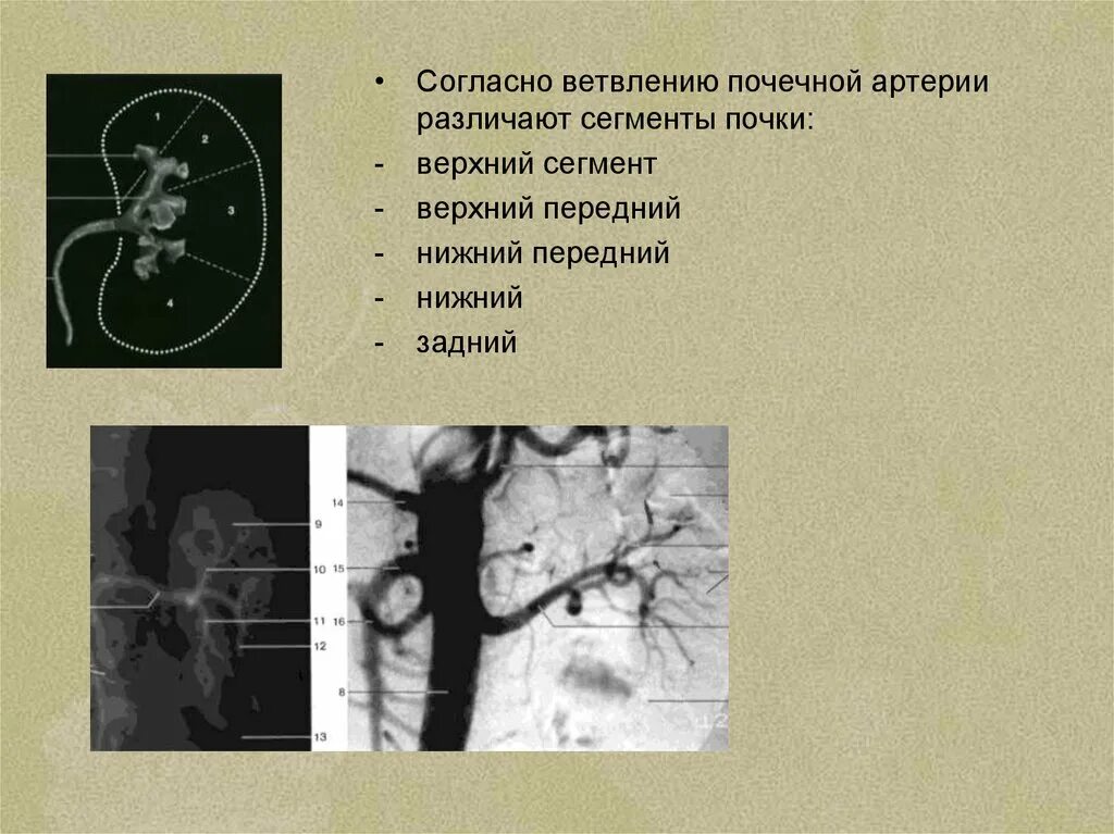 Сегменты почки анатомия. Сегментарное строение почки. Сегментарное строение почки сегменты почки. Сегментарные артерии почки. Функция почечной артерии