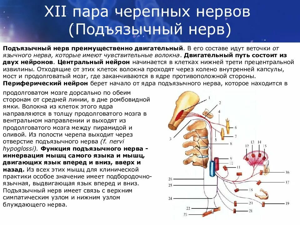 12 Пара черепных нервов подъязычный. 12 Пара подъязычный нерв функции. 12. Подъязычный нерв (XII пара черепных нервов). Иннервация подъязычного нерва.