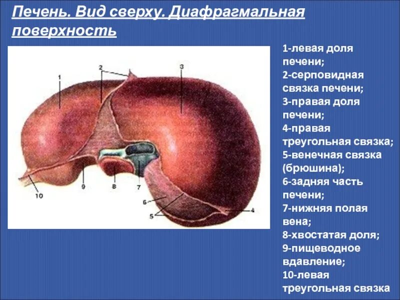 Виды печени