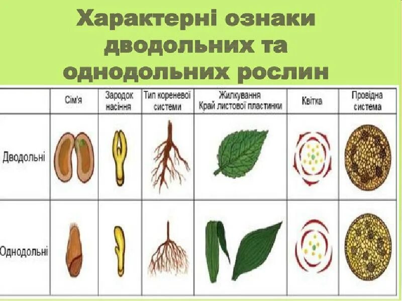 Растения класса двудольные жилкование листьев