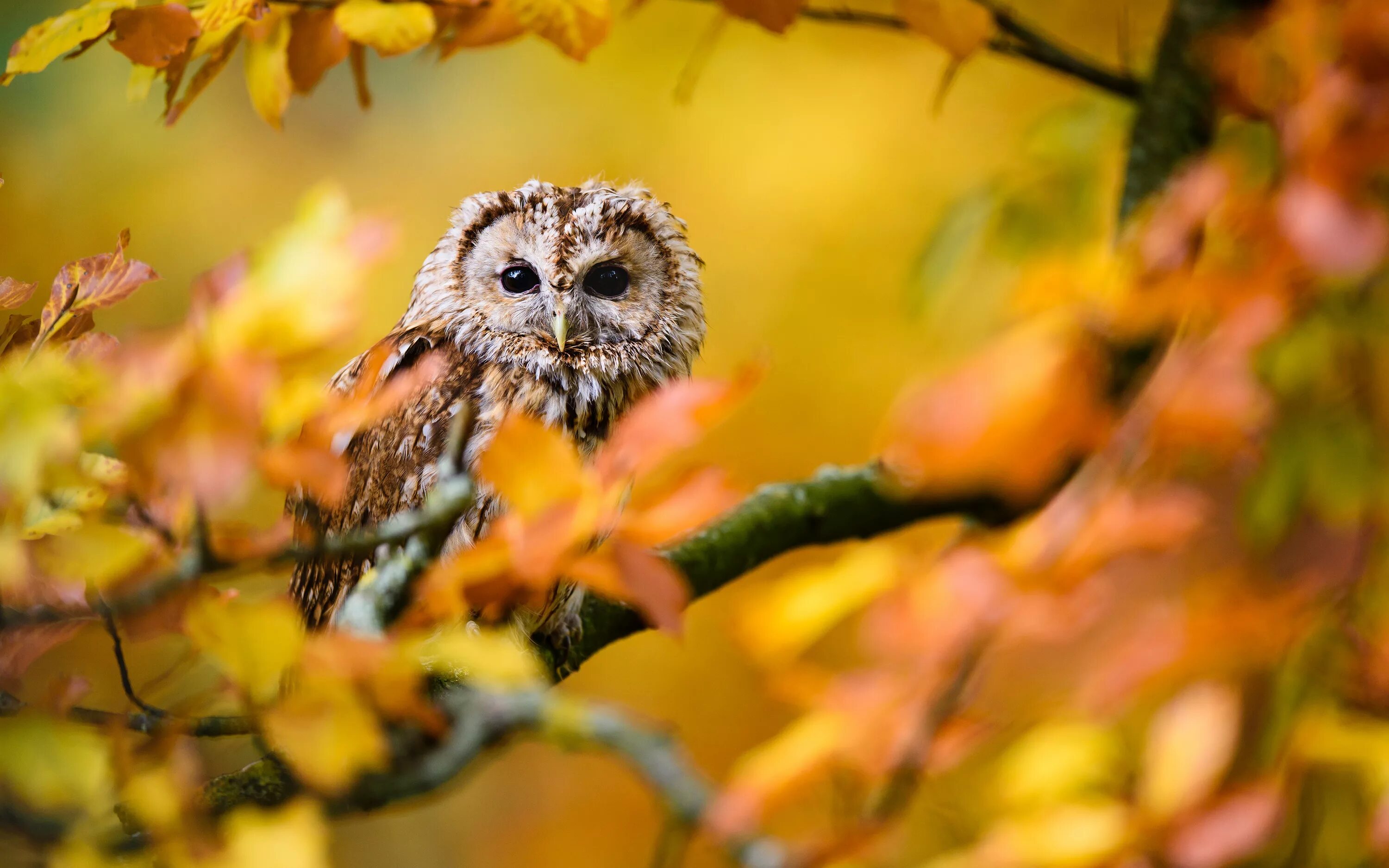 Autumn birds. Сова в осеннем лесу. Птицы в листве. Сова осень. Осень птицы.