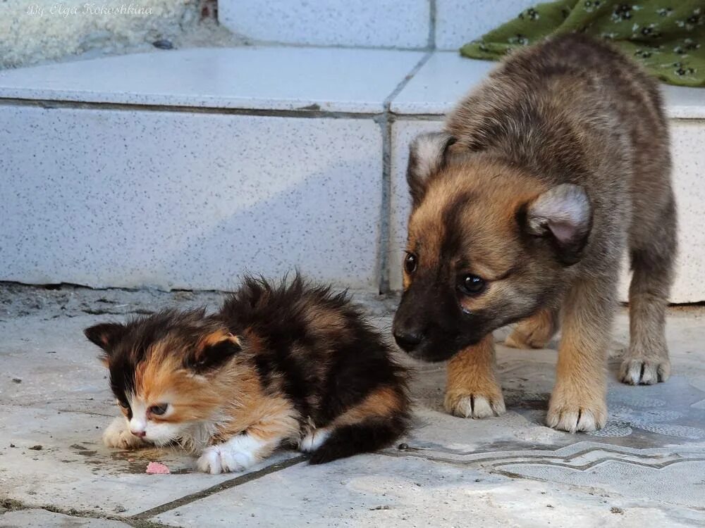 бродячие кошки и собаки. про брошенных животных. собачки и кошечки. бездомные кошки и собаки. бездомные животные.