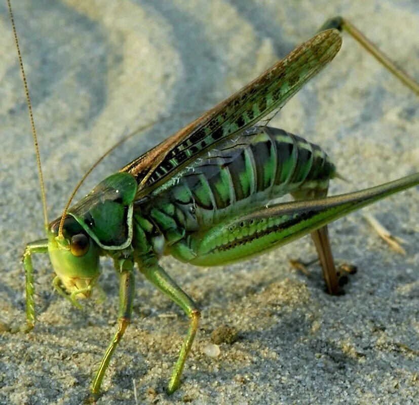 Кузнечика (семейство Tettigoniidae. Богомол это Прямокрылые. Кузнечиковые Прямокрылые. Кузнечик Шелковниковой. Лапка кузнечика