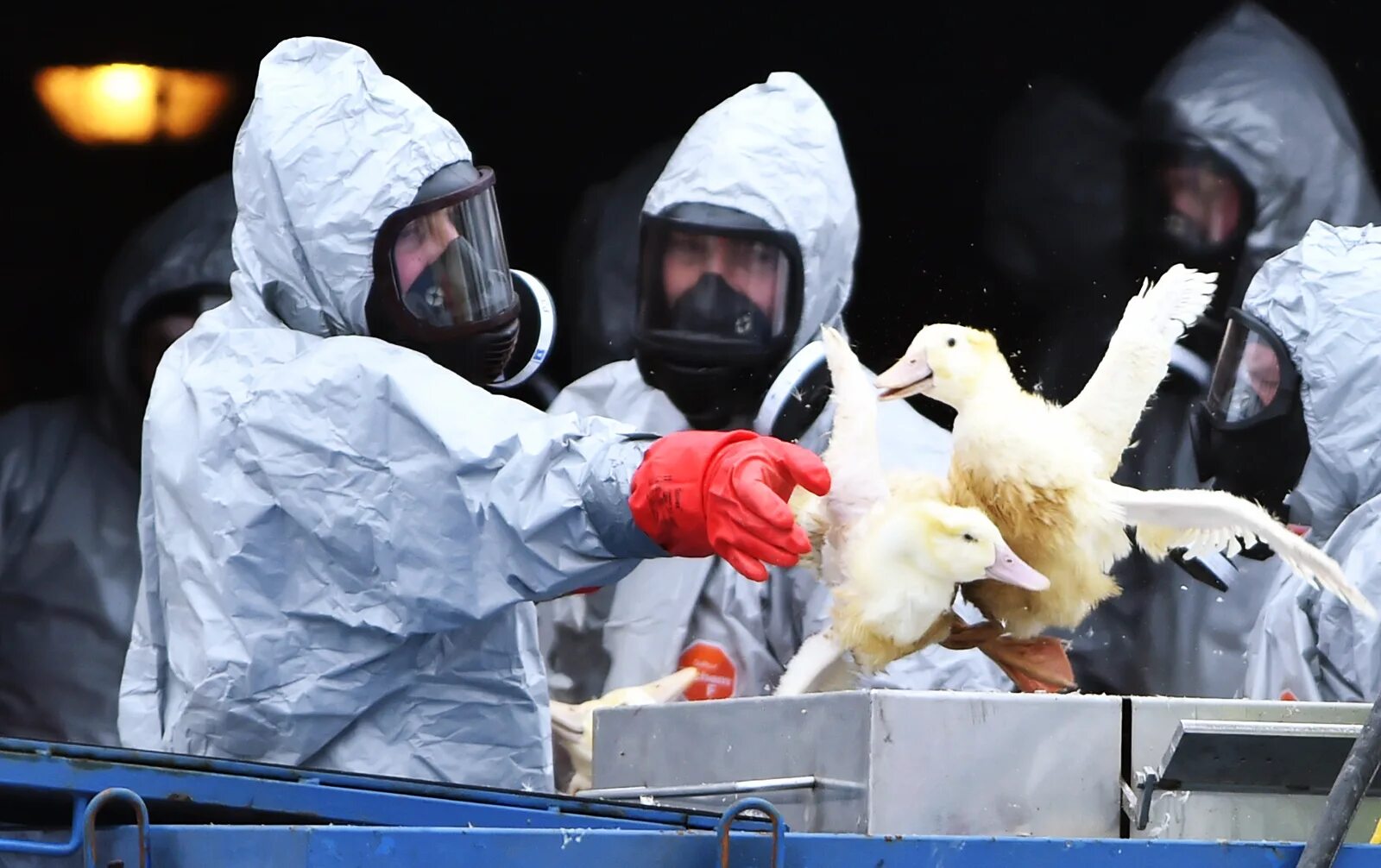 Птичий грипп распространение. Птичий грипп h7n7. Птичий гриб.