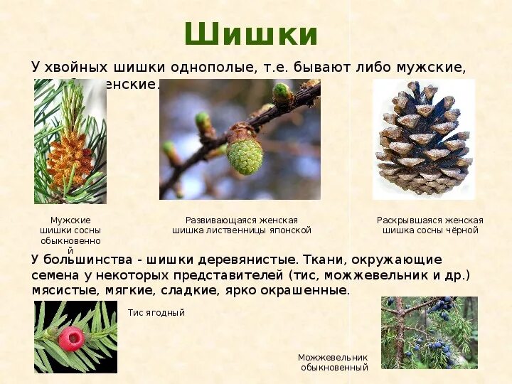Самостоятельная работа по биологии голосеменные растения. Голосеменные шишки сосны. Отдел Голосеменные сосна обыкновенная. Шишки сосны шишки лиственницы. Голосеменные растения лиственница шишки.