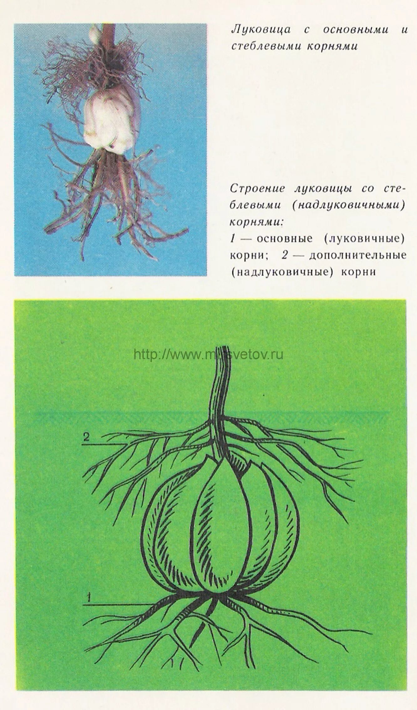 Корневая система лилии