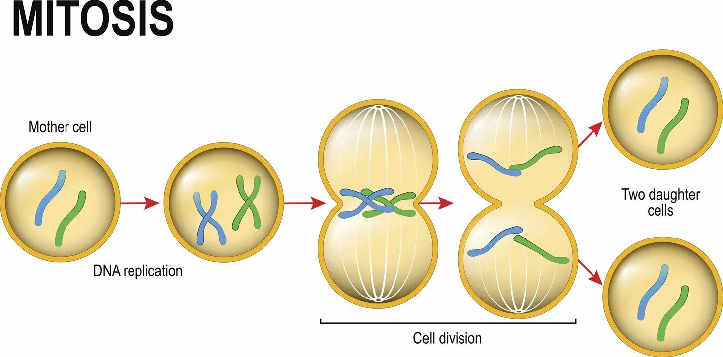 10 5 клеток днк. Митоз. Деление клетки. Деление клетки митоз. Модель деления клетки.
