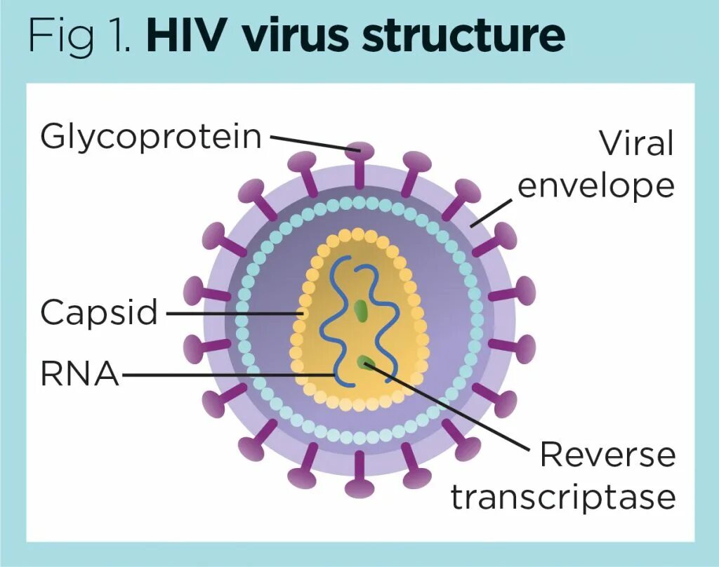 Human immunodeficiency virus. Вирус. HIV virus structure. HTLV 1 вирус. Структура простого вируса.