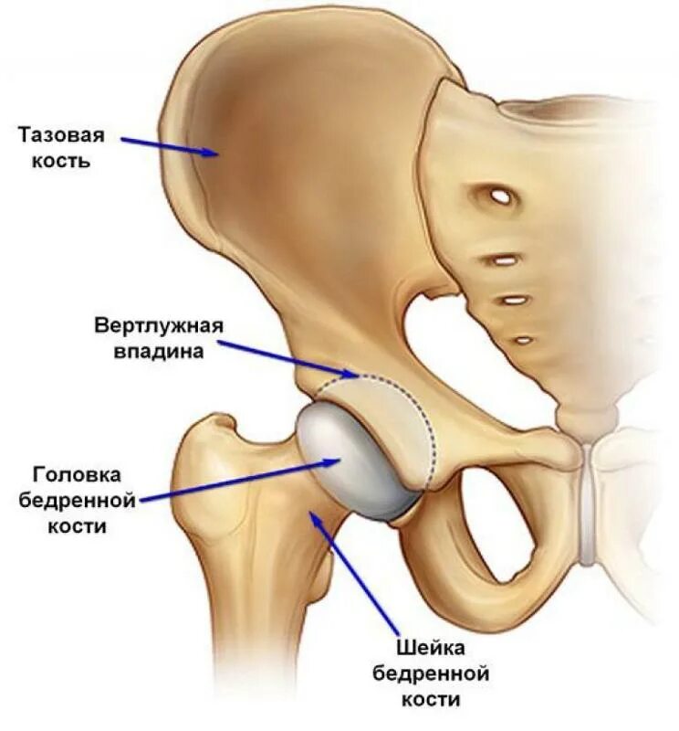 Берцовая и подвздошная кость