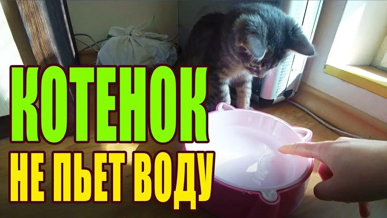 Почему кошка не принимает котенка. Приучить пить воду котенка. кот пьет из ведра. как приучить котенка пить воду. как научить кота пить воду.