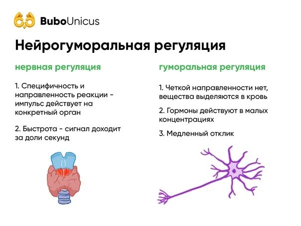 Регуляция у животных. Нейрогуморальная регуляция 8 класс биология конспект. Секреторная деятельность поджелудочной железы. Иннервация поджелудочной железы схема. Виды взаимодействия функций в организме.
