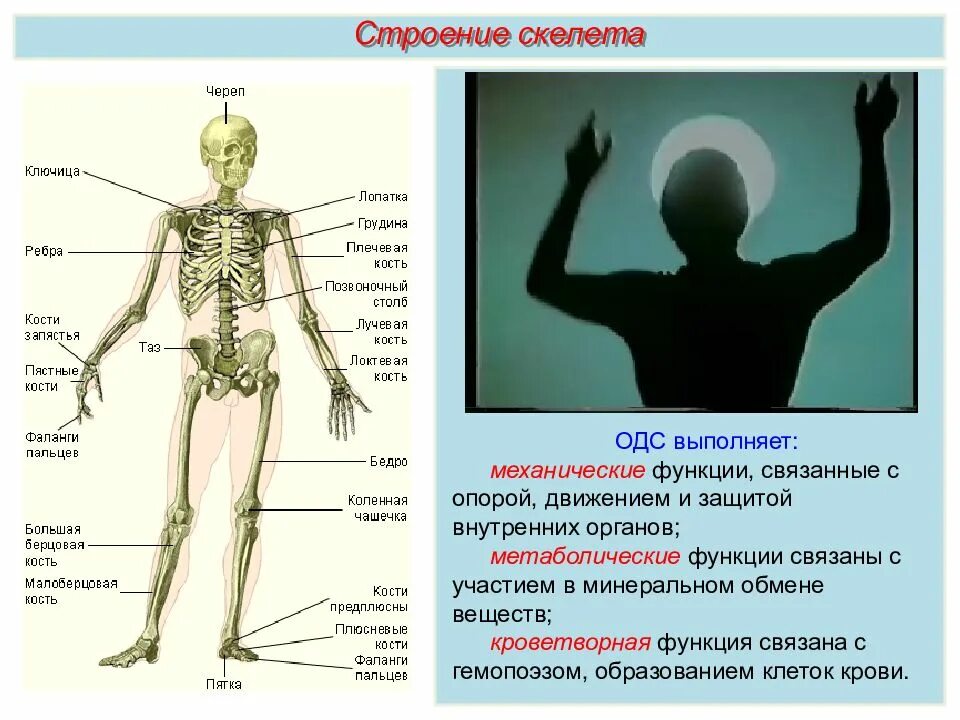 Функция скелета опорная защитная кроветворная. Скелет строение состав. выучить кости скелета. система костей и их соединений. скелет строение состав и соединение.