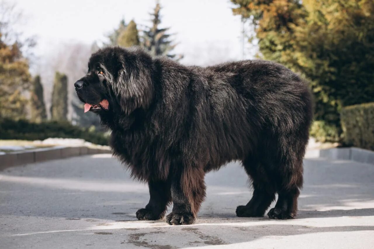 Большая черная собака. Серая черная огромная собака. Большие собаки с коричневыми лапами. Большой пухлый пес темный. Чёрные большие собаки с толстыми ногами.