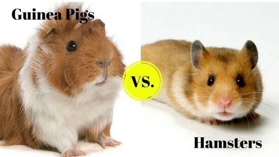 А4 против хомяка. Хомяк vs морская Свинка. Guinea Pig vs Hamster. Hamster and Guinea Pig. Хомяки слушаются удава.