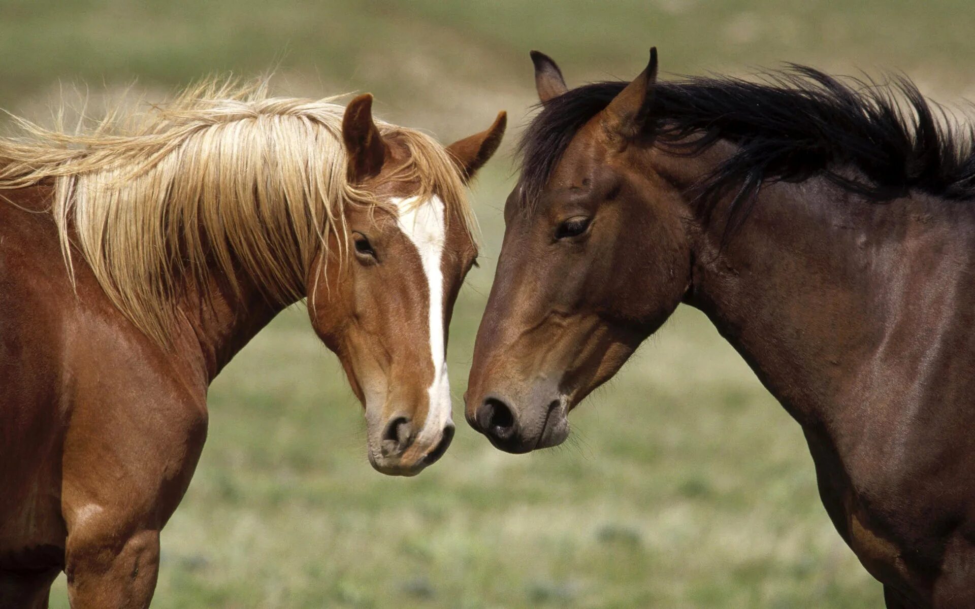 Две лошади. Красивые лошади. Картинки лошадей. Обои лошади. Two horse