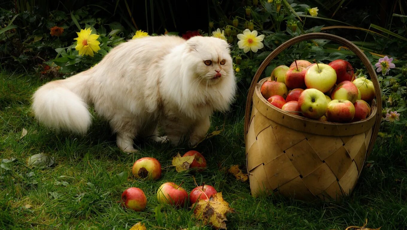 Кошечки собачки урожай. Кошка яблоко. Животные и урожай. Яблоки и коты. Кошка урожай.