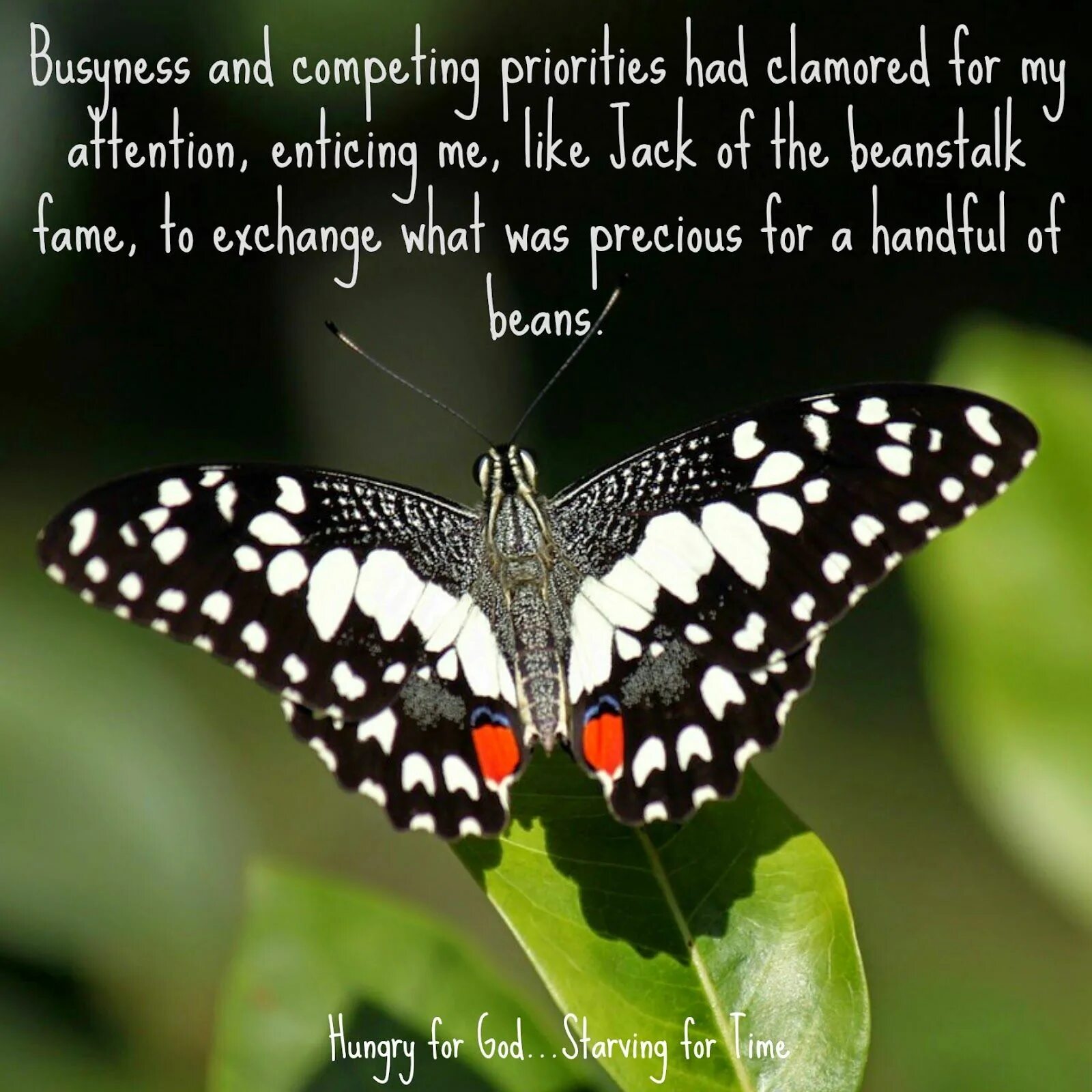 Fetching butterflies pixwox