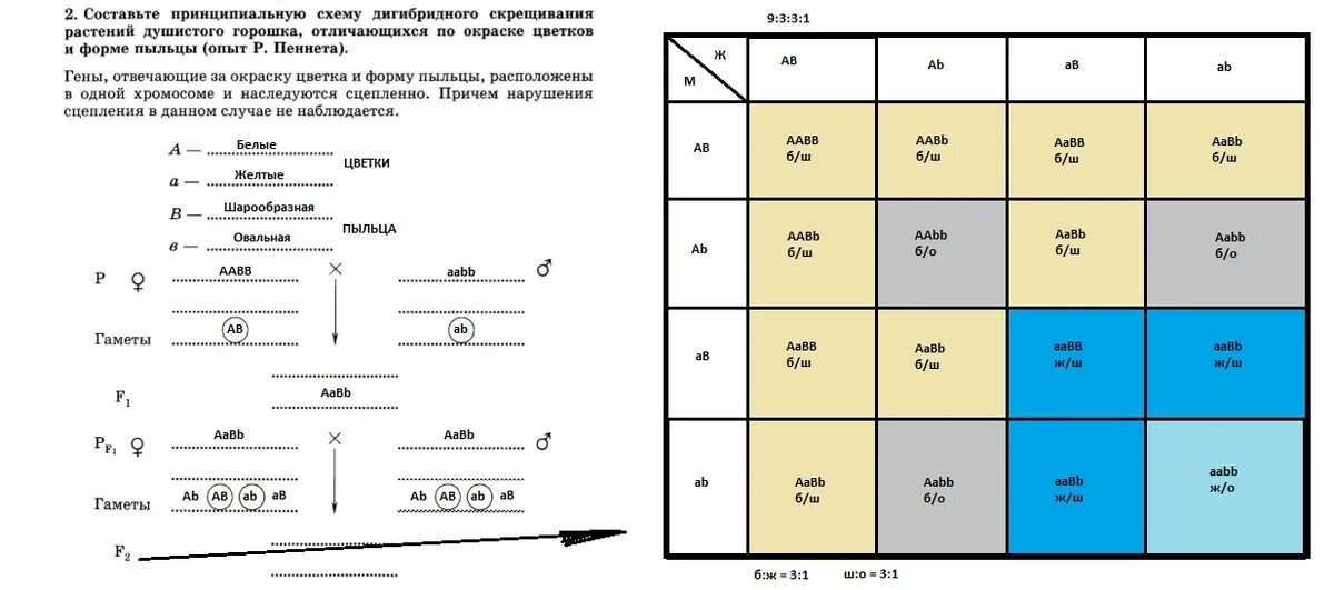 Задачи на тригибридное скрещивание с решением. Составьте схему дигибридного скрещивания. Практическая работа составление схем скрещивания. Схема дигибридного скрещивания 16 ступеней. Независимое наследование решетка пеннета.