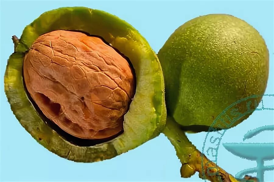 Орехи при мастопатии. Орех грецкий. Перегородки орехов для простатита. Компресс из прополиса. Мази от мастопатии фиброзно кистозной.