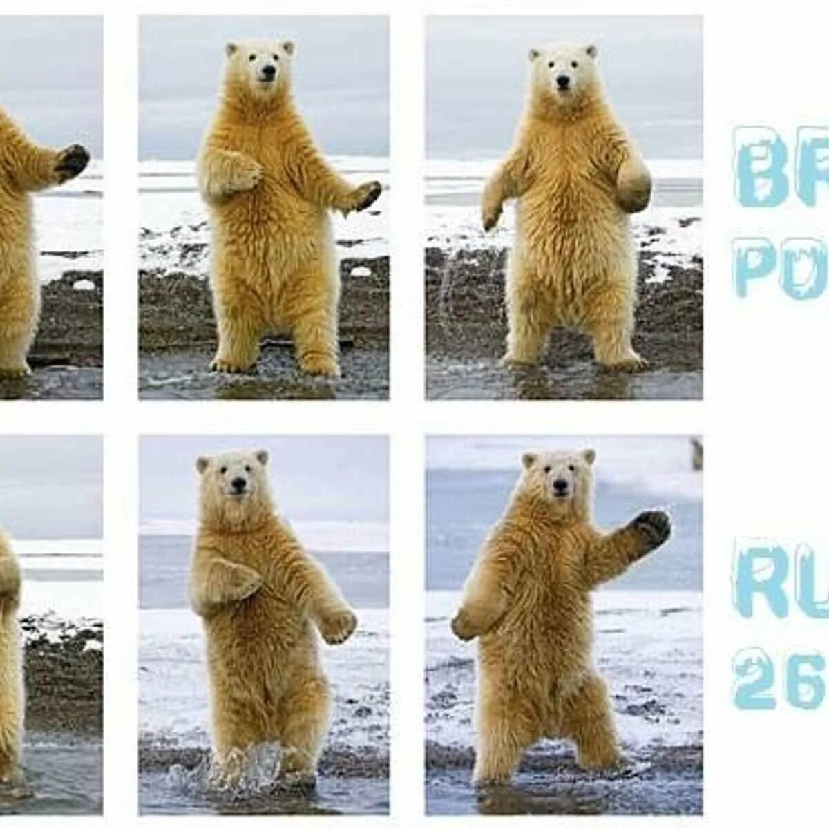 Где медведь танцует. Танцующий медведь. Медведь танцует. Белый медведь танцует. Танцующий белый мишка.