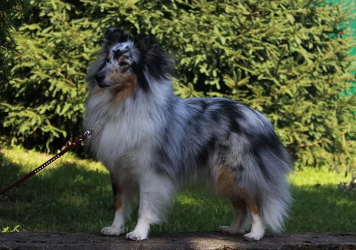 шелти блю мерль. питомник шелти в беларуси. графского. из графского поместья питомник шелти. графского поместья шелти.