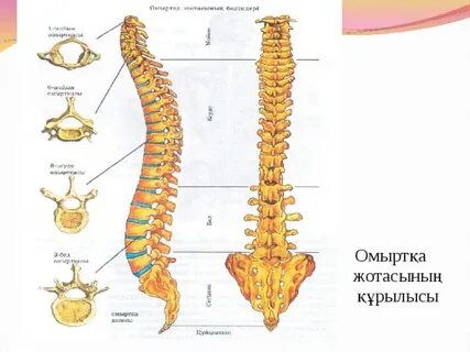 Трусики жоқ юбка дейін порно войеризм