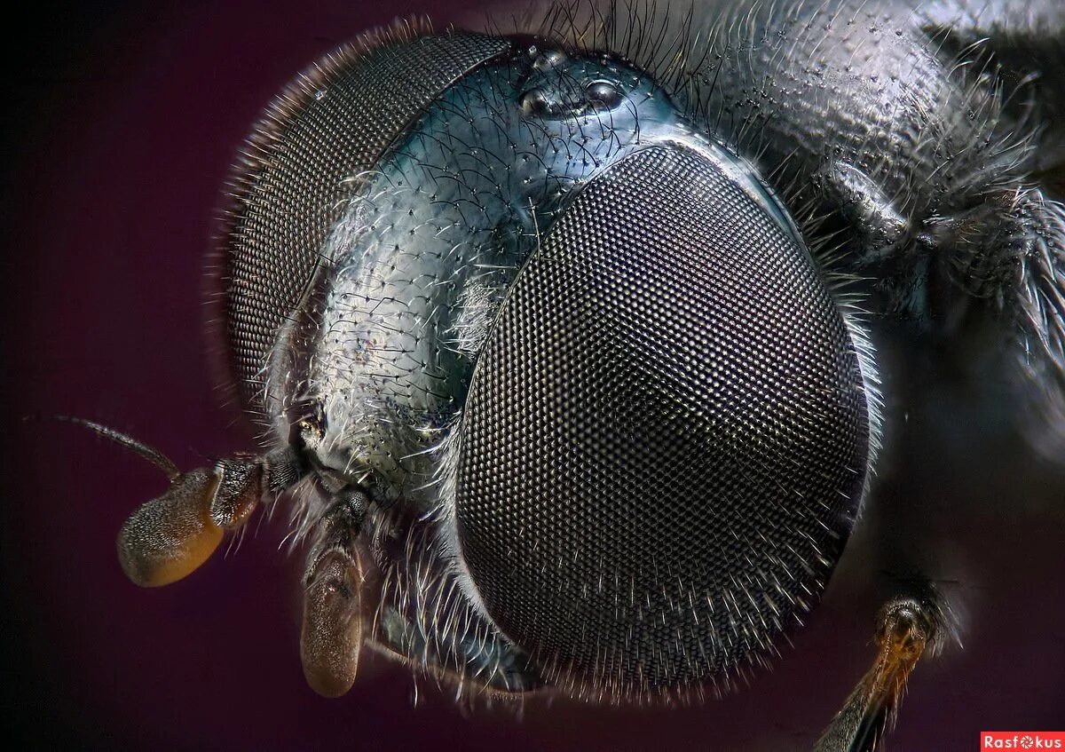 Бактерии на мухе. Микроскопическая Муха под микроскопом. Мех под микроскопом. Фасеточные глаза. Муха в микроскопе.