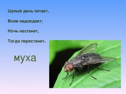Целый день летает