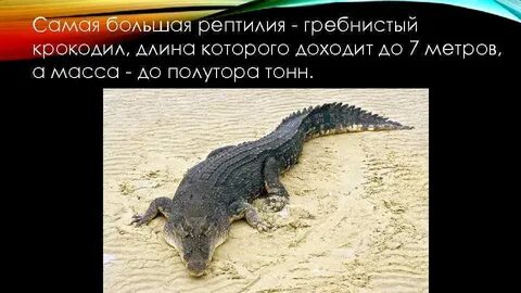 Сообщение о гребнистом крокодиле 4 класс