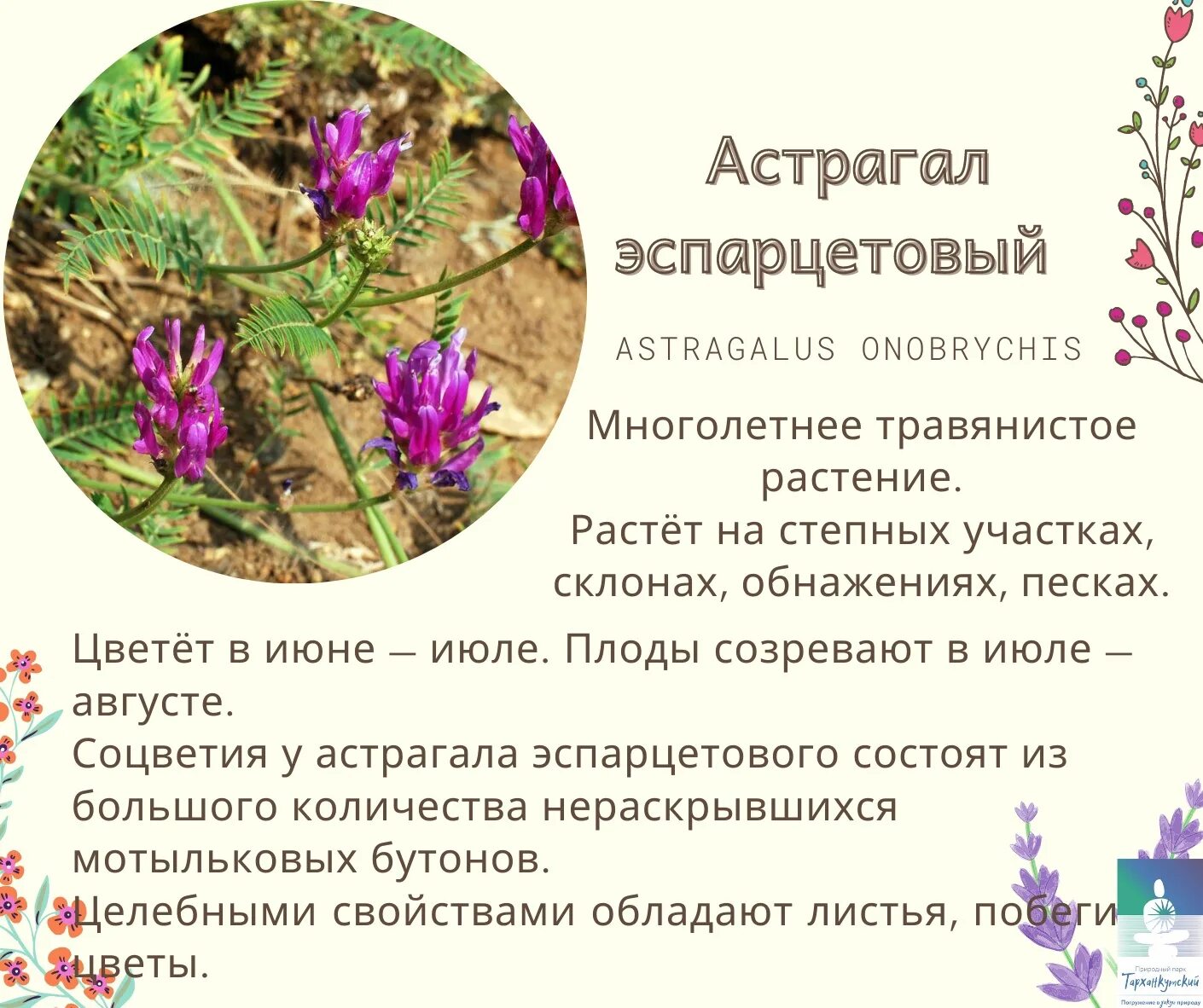 Трава астрагал лечебные. Астрагал трава свойства. Острогал шерстицветковы. Астрагал шерстистоцветковый и перепончатый. Астрагал шерстистый.