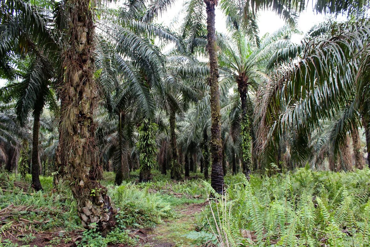 Пальма где растет природная зона. Масличная Пальма Нигерия. Тропические леса Нигерии. Масличная Пальма Экватор.