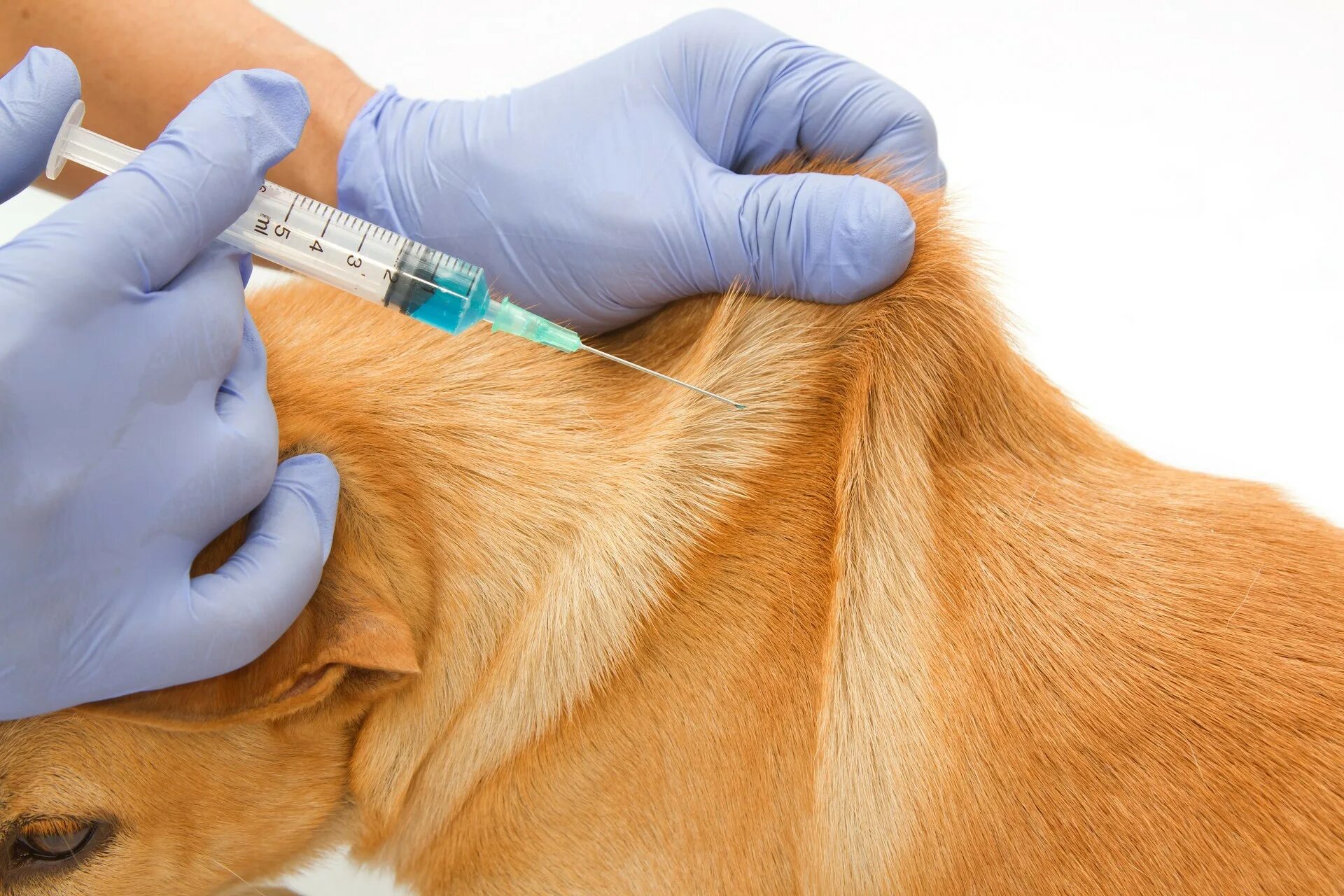 Куда вводится вакцина. Укол собаке внутримышечно в холку. Укол собаке подкожно в холку. Укол собаке в холку домашних условиях. Подкожная инъекция в живот.