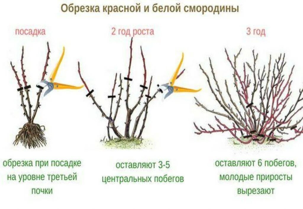 Когда обрезать крыжовник. Схема обрезки черной смородины. Схемы обрезки кустов смородины. Схема обрезки красной смородины осенью. Обрезаем смородину весной схема.