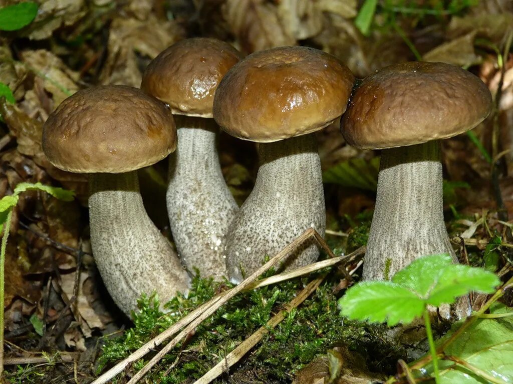 Подобабка