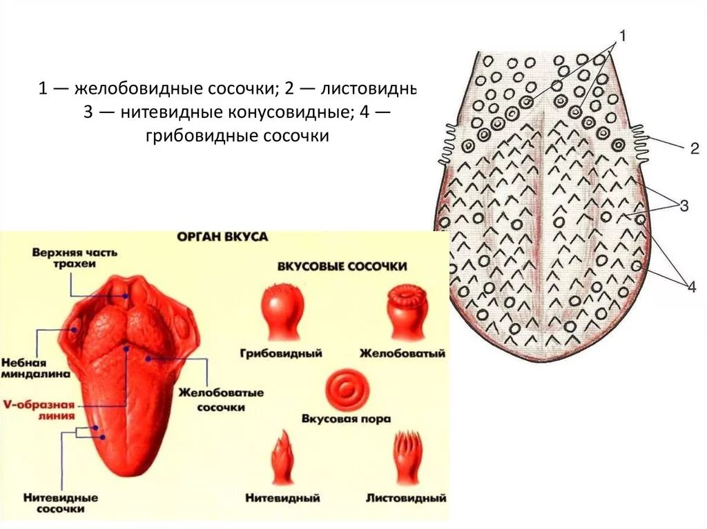 Язык описание органа. Строение языка вид сбоку. Желобовидные вкусовые сосочки. Сосочки языка листовидные грибовидные. Строение вкусовой почки гистология.