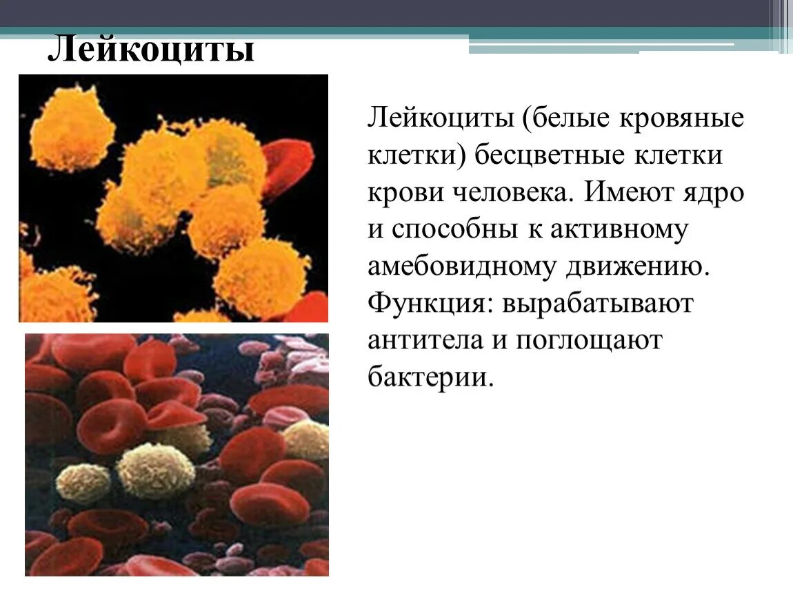 Роль лейкоцитов в крови человека. Лейкоциты способные к амебоидному движению. Форма ядра лейкоцитов. Лейкоциты форма клетки. Способны к активному движению