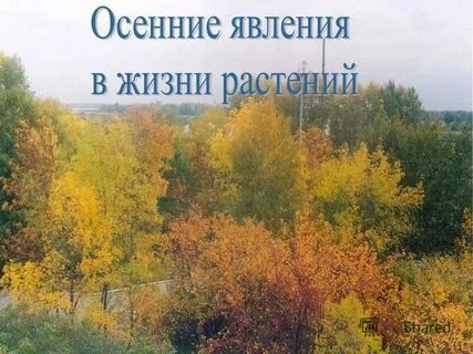 Осень в жизни растений биология