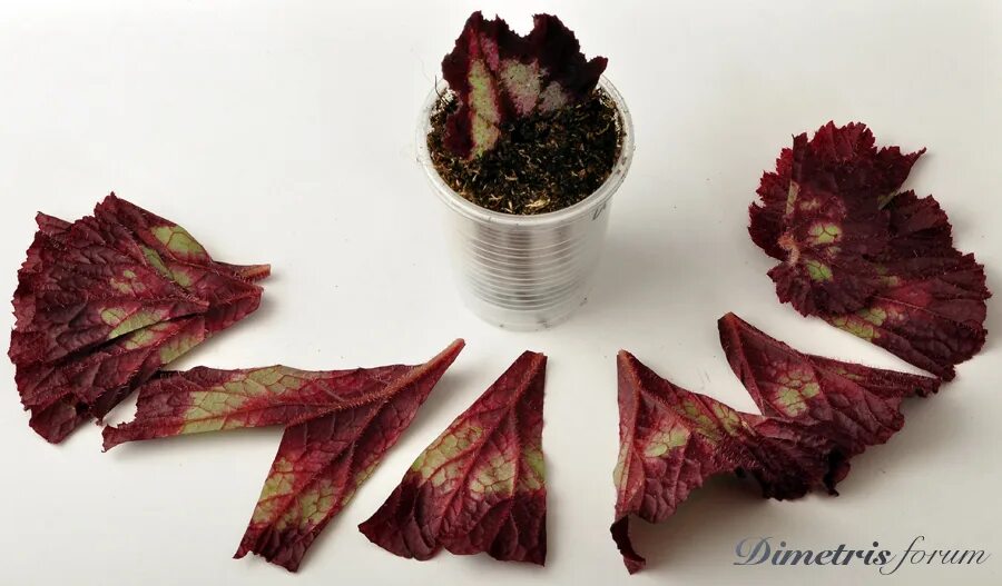 бегония рекс размножение. черенкование стеблей бегонии. листовые черенки бегония. черенок бегонии элатиор. бегония элатиор размножение черенками.