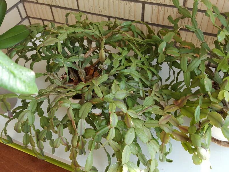 зигокактус бакли. декабрист фуксия фото. старый декабрист. зигокактус рождественник. шлюмбергера декабрист зигокактус.