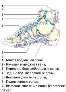 Кровоснабжение голеностопного сустава
