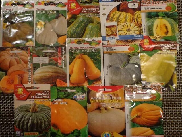 Сорт тыквы для средней полосы. Тыква кустовая золотая. кустовые тыквы сорта для подмосковья для открытого грунта. тыква кустовая сорта для урала. тыква мускатная цукатная.