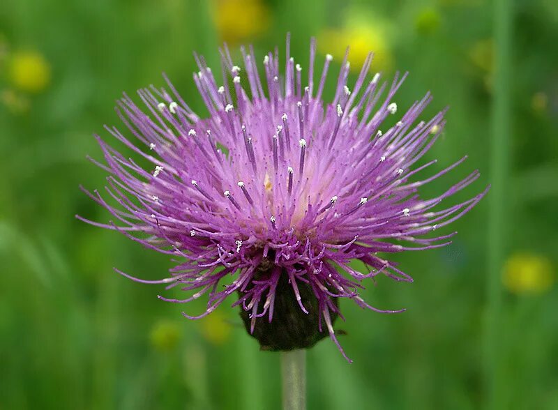 Бодяк разнолистный. Бодяк медонос. Сложноцветные медоносы. Cirsium heterophyllum.