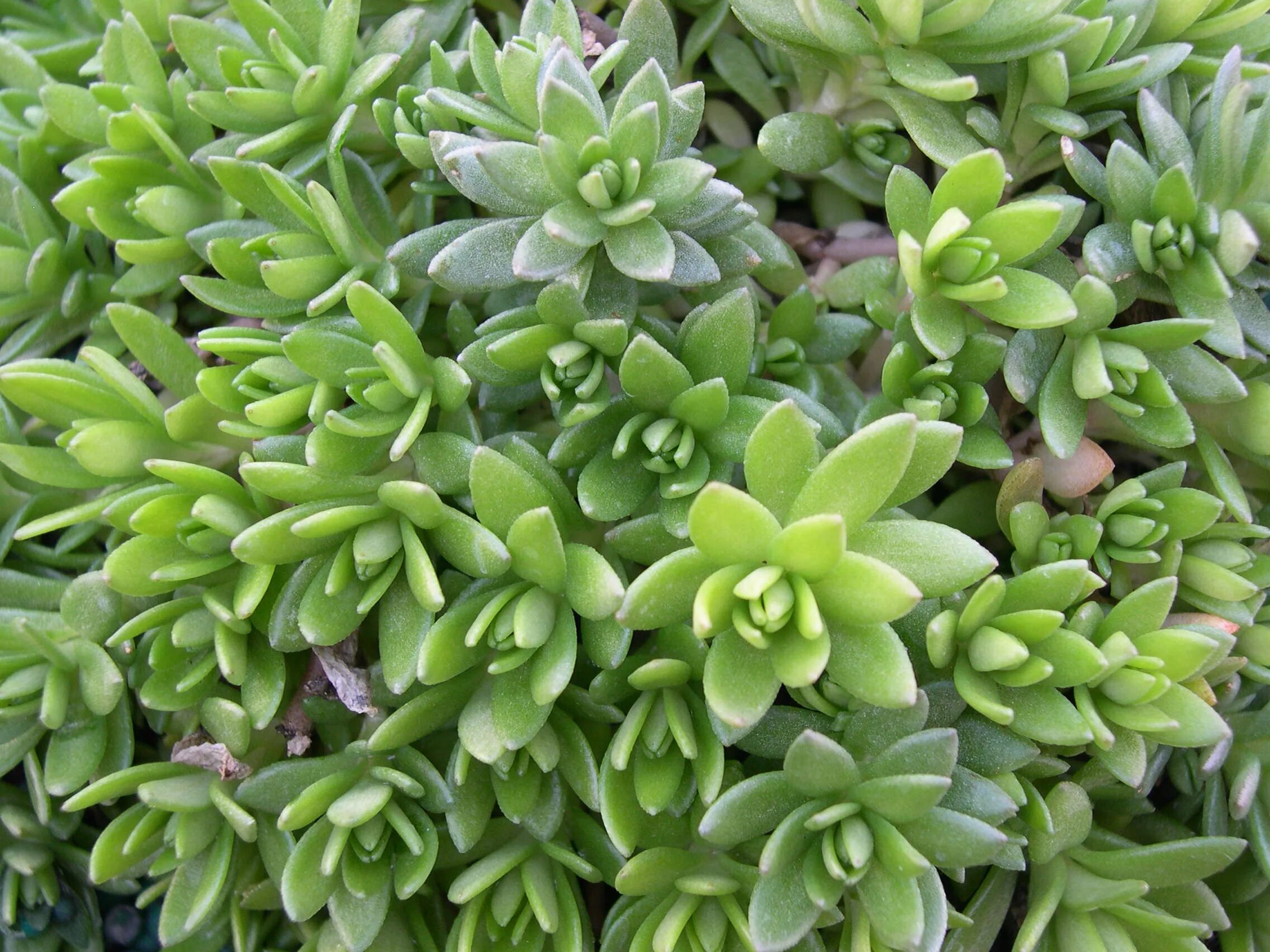 Седум Sedum sarmentosum. Sedum sarmentosum Очиток. Очиток седум мох. Очиток Атропурпуреа.