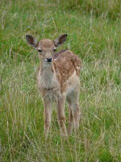 Alone with wildlife