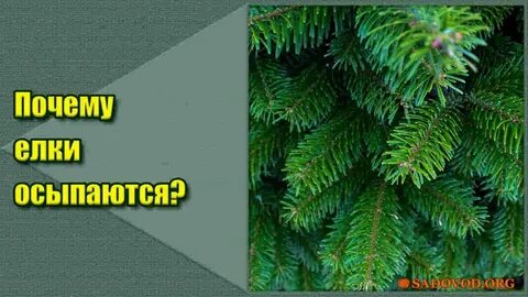 Почему ель сбрасывает