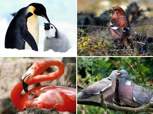 Птичье молоко у птиц. Голубь информация для детей. У птиц есть молоко. Молоко птицы. Демотиваторы про голубых.