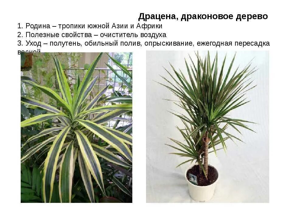 Может ли быть аллергия на драцену у взрослого - фото презентация