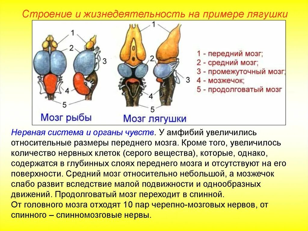 Головной мозг птиц отличается от земноводных